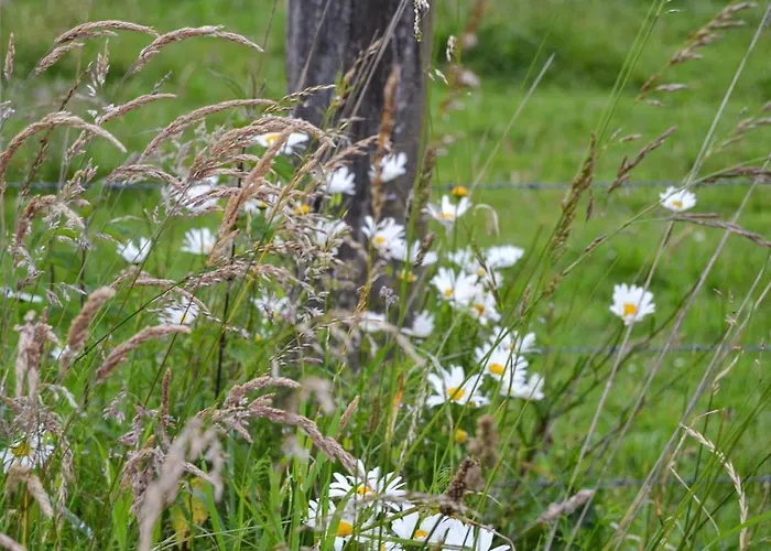Apartman Zum Windfeld *