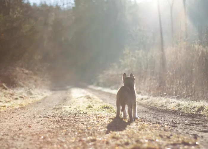 Zum Windfeld Apartman Meschede