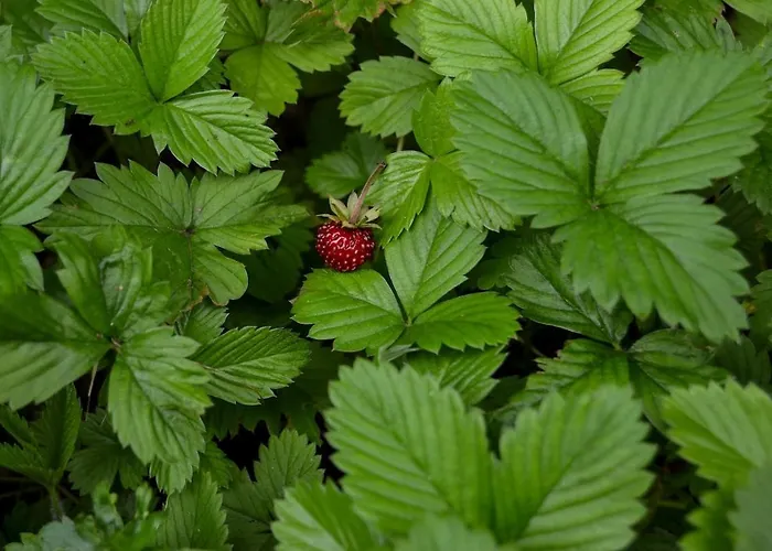 Apartman Zum Windfeld